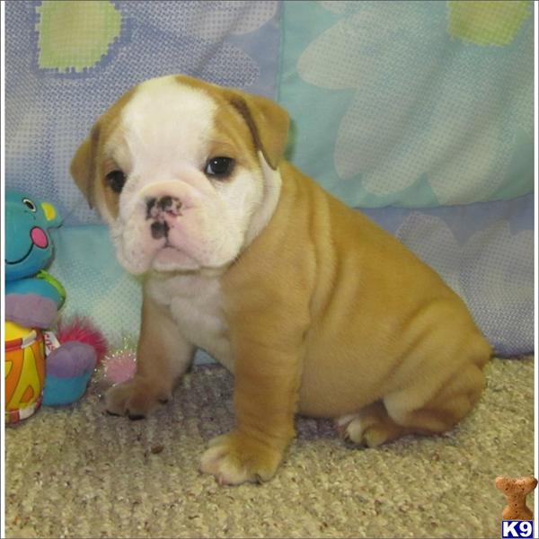 English Bulldog Puppies
